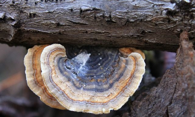 Benefits of Turkey Tail Extract Immune-Boosting Benefits of Turkey Tail Mushroom