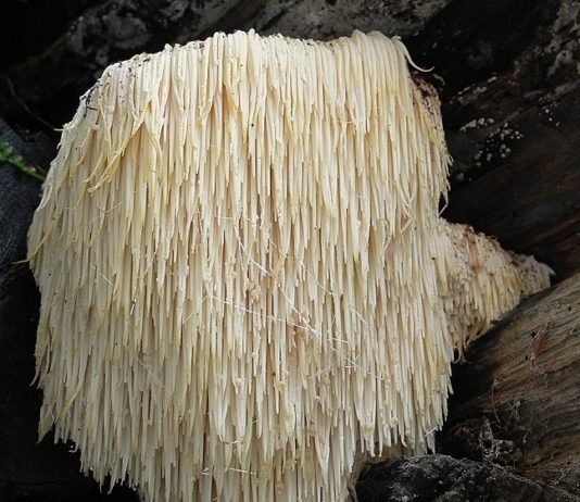Benefits of Lion's Mane