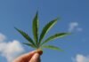 Differences between Hemp and Marijuana
