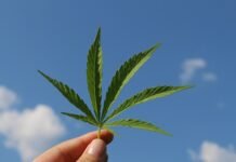 Differences between Hemp and Marijuana