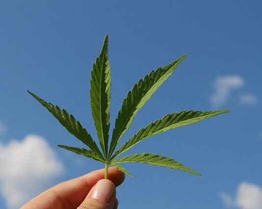 Differences between Hemp and Marijuana