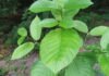 Facts You Should Know About Kratom