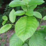 4 Facts You Should Know About Kratom Facts You Should Know About Kratom