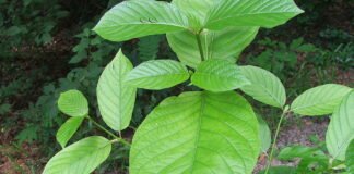 Facts You Should Know About Kratom