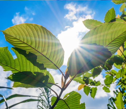 Kratom