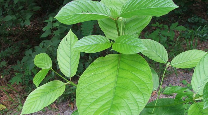 Facts You Should Know About Kratom