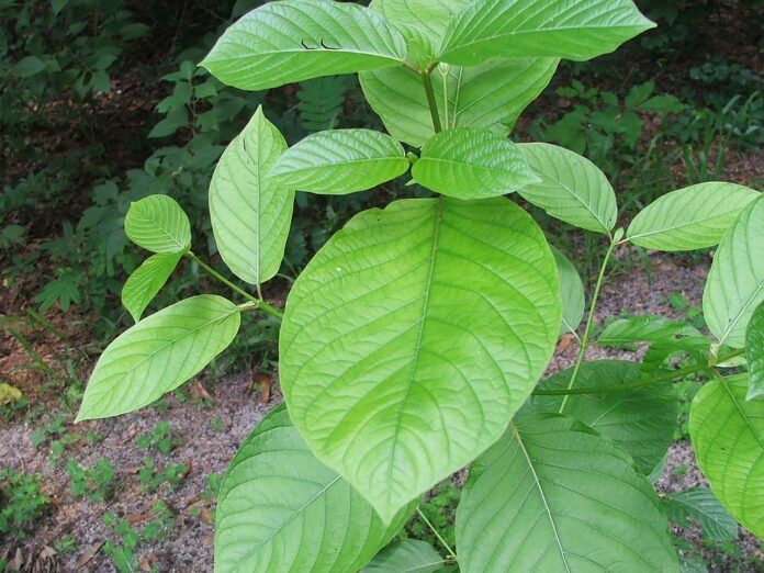 Facts You Should Know About Kratom