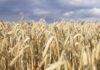 Refined Grains vs Whole Grains