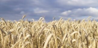 Refined Grains vs Whole Grains