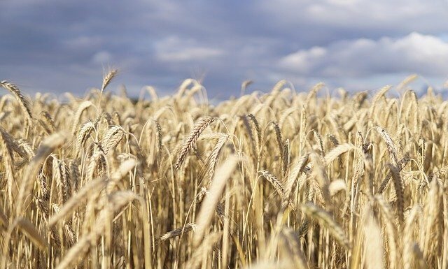 Refined Grains vs Whole Grains – What’s The Difference, and Which Is Healthier? Refined Grains vs Whole Grains