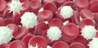 White Blood Cell