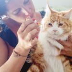 Choosing the Best CBD Cat Treats Best CBD Cat Treats