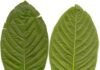 Most Euphoric Kratom Strains in the Market