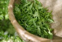 benefits of green tea