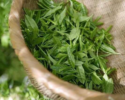 benefits of green tea