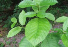 12 Reasons Why You Should Use Kratom