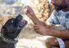 Advantages of CBD Oil For Dogs