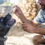 Advantages of CBD Oil For Dogs