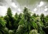 Which CBD Is Right for You Which CBD Is Right for You