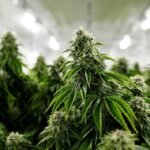 Which CBD Is Right for You Which CBD Is Right for You