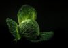 Health Benefits of Dark Leafy Green Vegetables