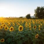 8 Sunflower Lecithin Benefits 8 Sunflower Lecithin Benefits