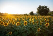 8 Sunflower Lecithin Benefits
