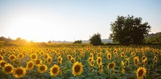 8 Sunflower Lecithin Benefits