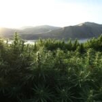 How CBD Could Help You With Your Health