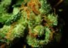 7 Effects of Using Marijuana Effects of Using Marijuana