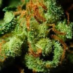 7 Effects of Using Marijuana Effects of Using Marijuana