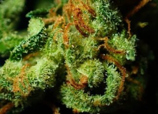 Effects of Using Marijuana