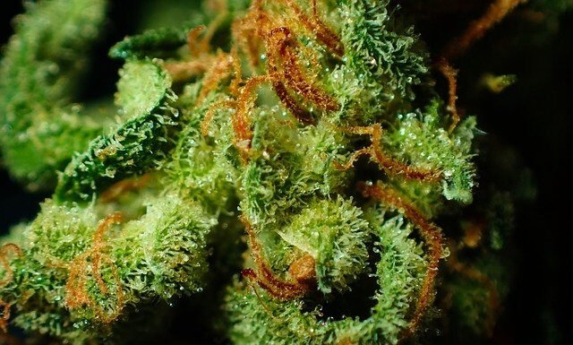 7 Effects of Using Marijuana Effects of Using Marijuana