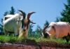 Why Adding Goat Milk to Your Diet is a Good Idea Goat Milk