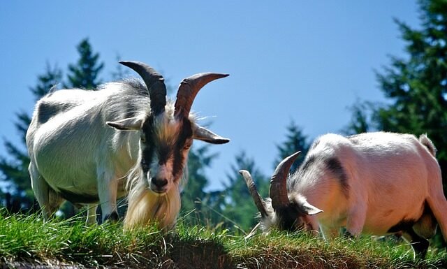 Why Adding Goat Milk to Your Diet is a Good Idea Goat Milk