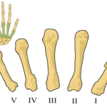 Orthopedics 101: Understanding Orthopedics