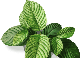 Buying Kratom