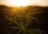 Cannabis and Traditional Pharmacies: How They Differ Cannabis and Traditional Pharmacies