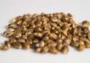 What Are The Benefits Of Consuming Cannabis Seeds? Benefits Of Consuming Cannabis Seeds