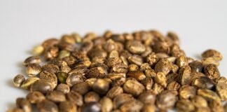 Benefits Of Consuming Cannabis Seeds