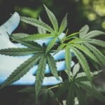 Hempathy: Exploring the Therapeutic Potential of Hemp-Derived Cannabinoids Hempathy: Exploring the Therapeutic Potential of Hemp-Derived Cannabinoids