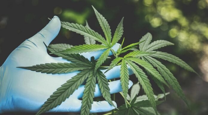 Hempathy: Exploring the Therapeutic Potential of Hemp-Derived Cannabinoids