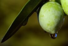 Drinking Olive Oil