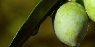 Drinking Olive Oil