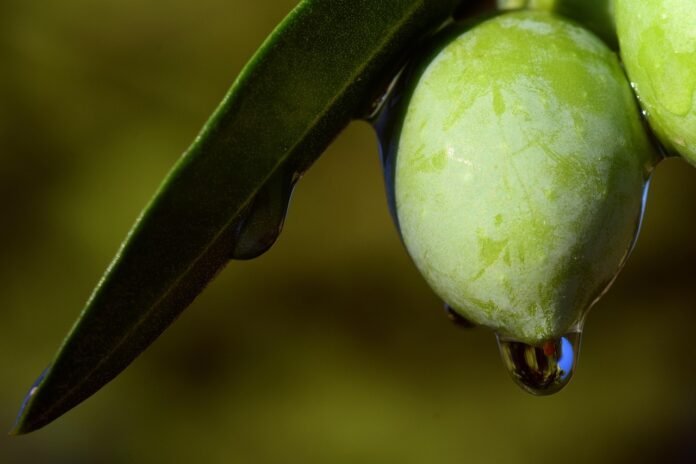 Drinking Olive Oil