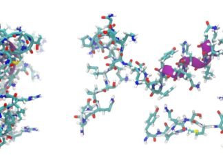 From Nutrition to Recovery: How High-Purity Peptides Support Wellness Beyond Diet Peptides