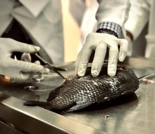 The Importance of Mercury Testing in Sustainable Seafood Mercury Testing in Seafood
